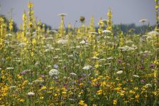 Projekt "Bunte Biomasse" - Wildblumen auf dem Feld von Landwirt Richard Schulte © Foto Kreis Paderborn